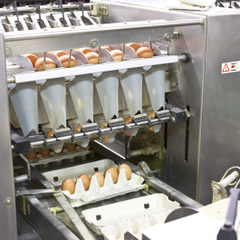 egg packaging machine